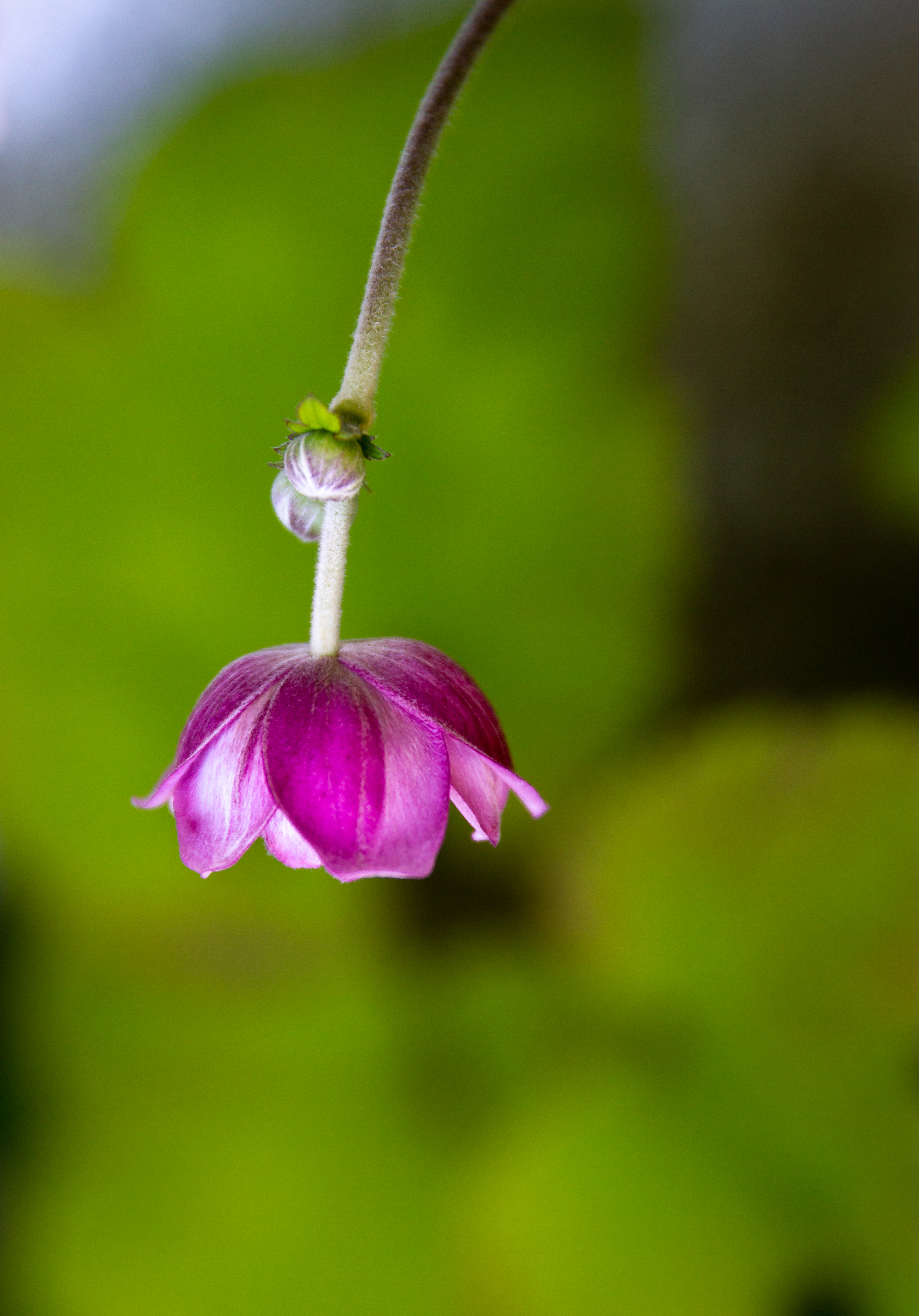 Windflower