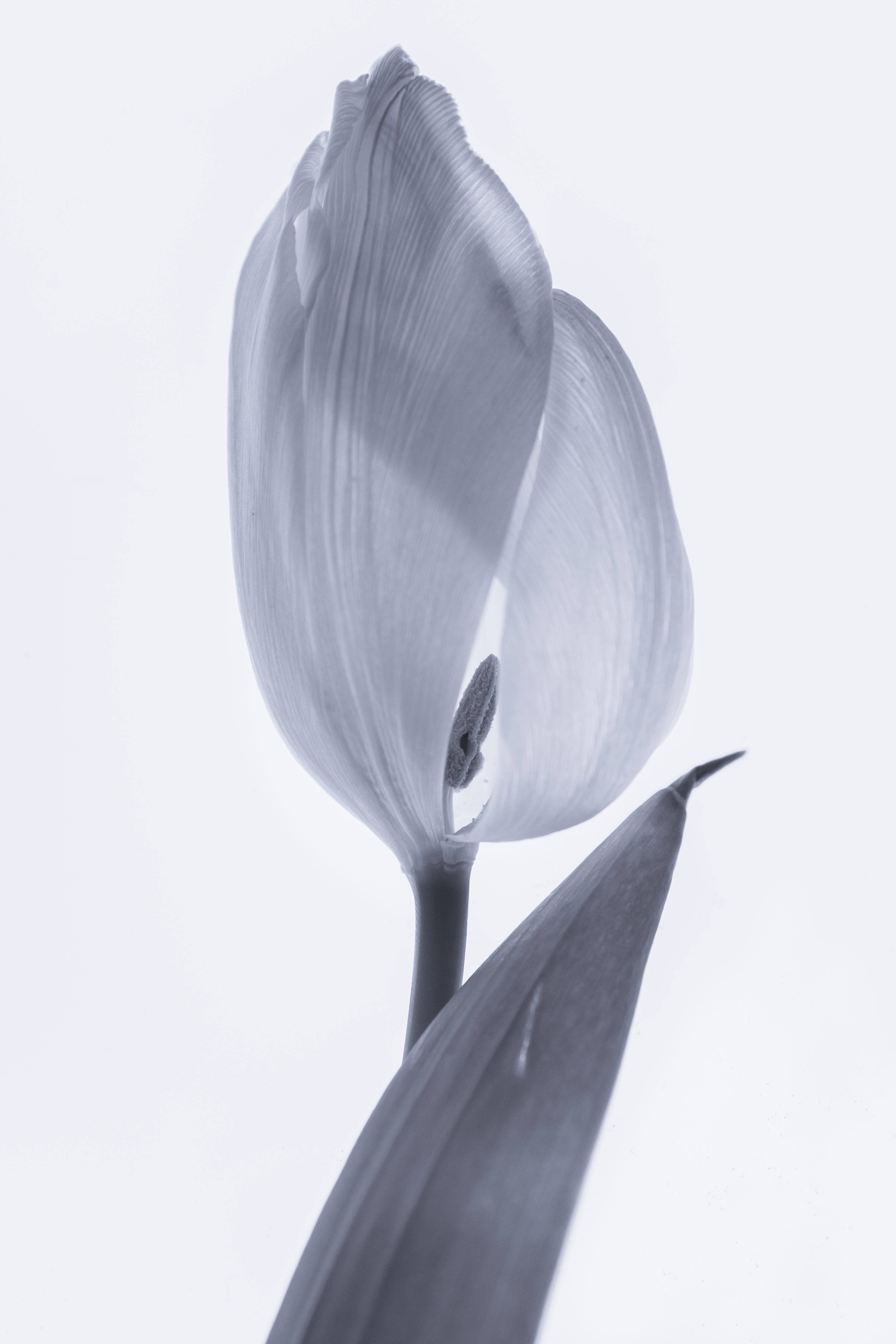 Tulip