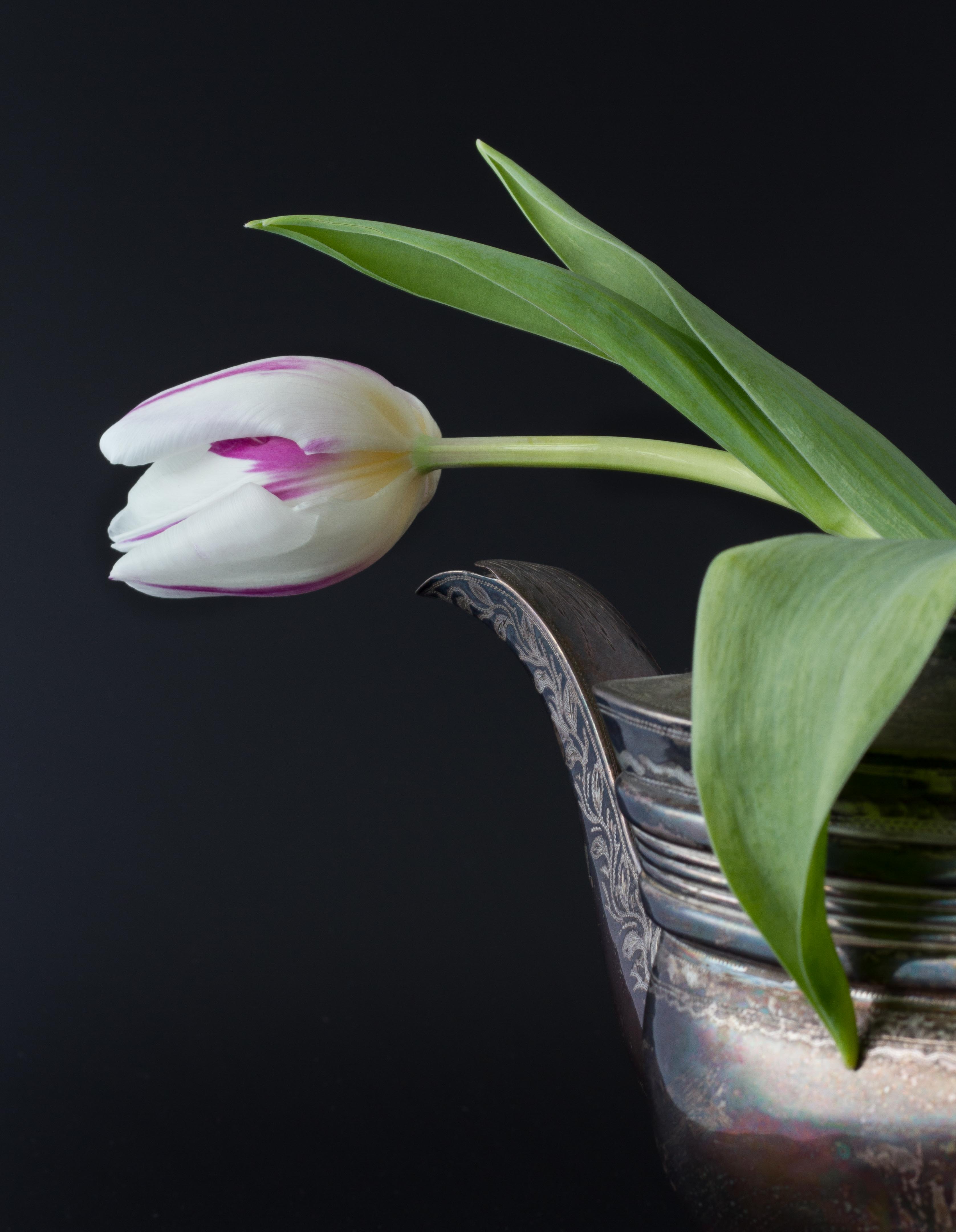 Tulip with teapot