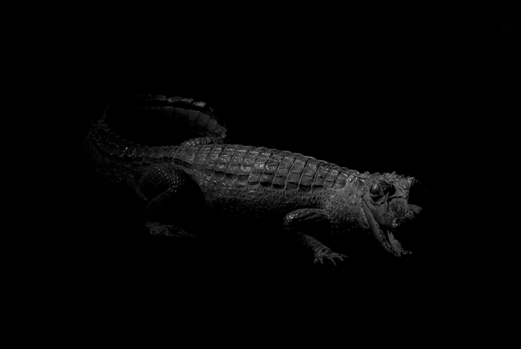 African Crocodile II