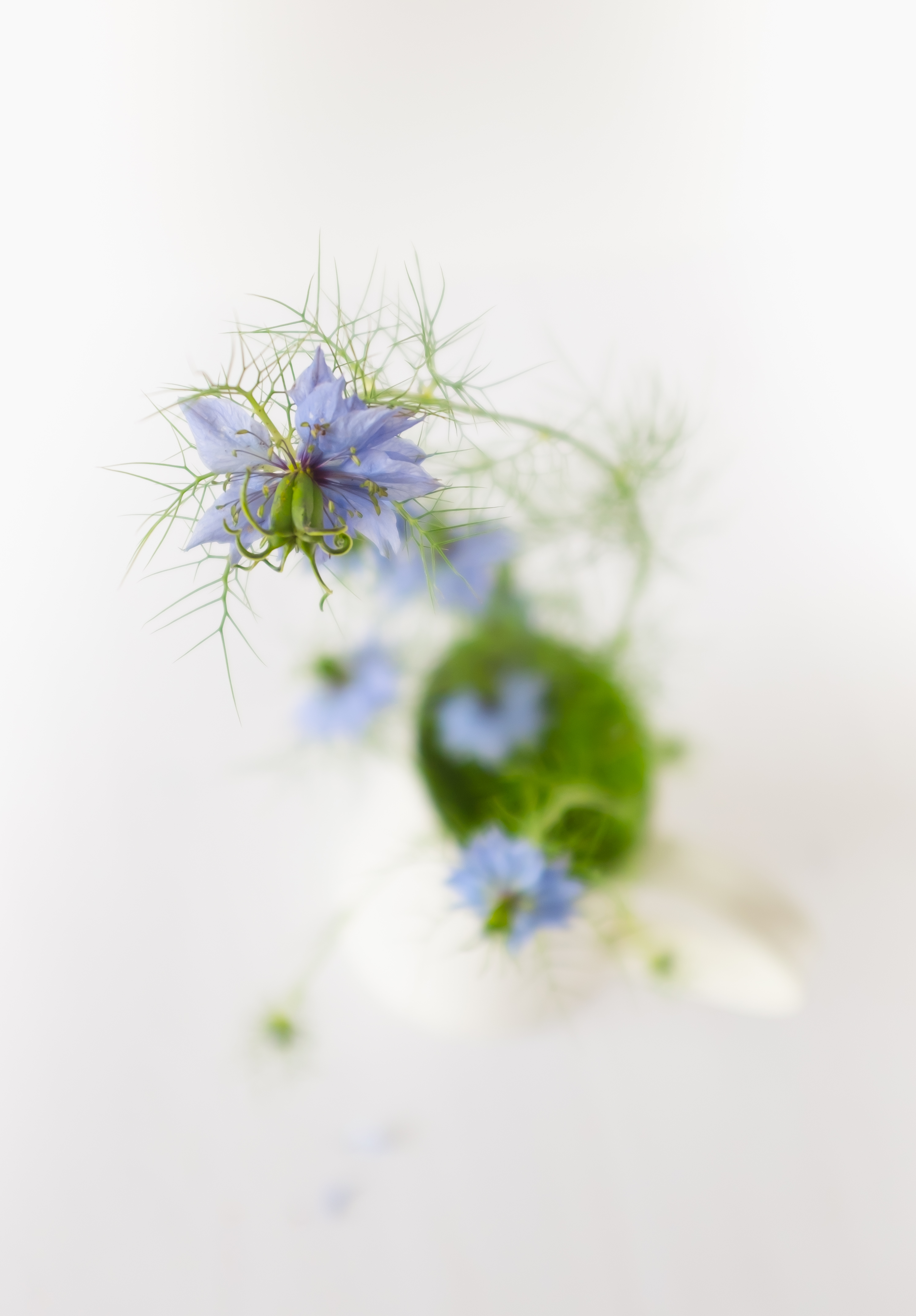 Love in the Mist with jug