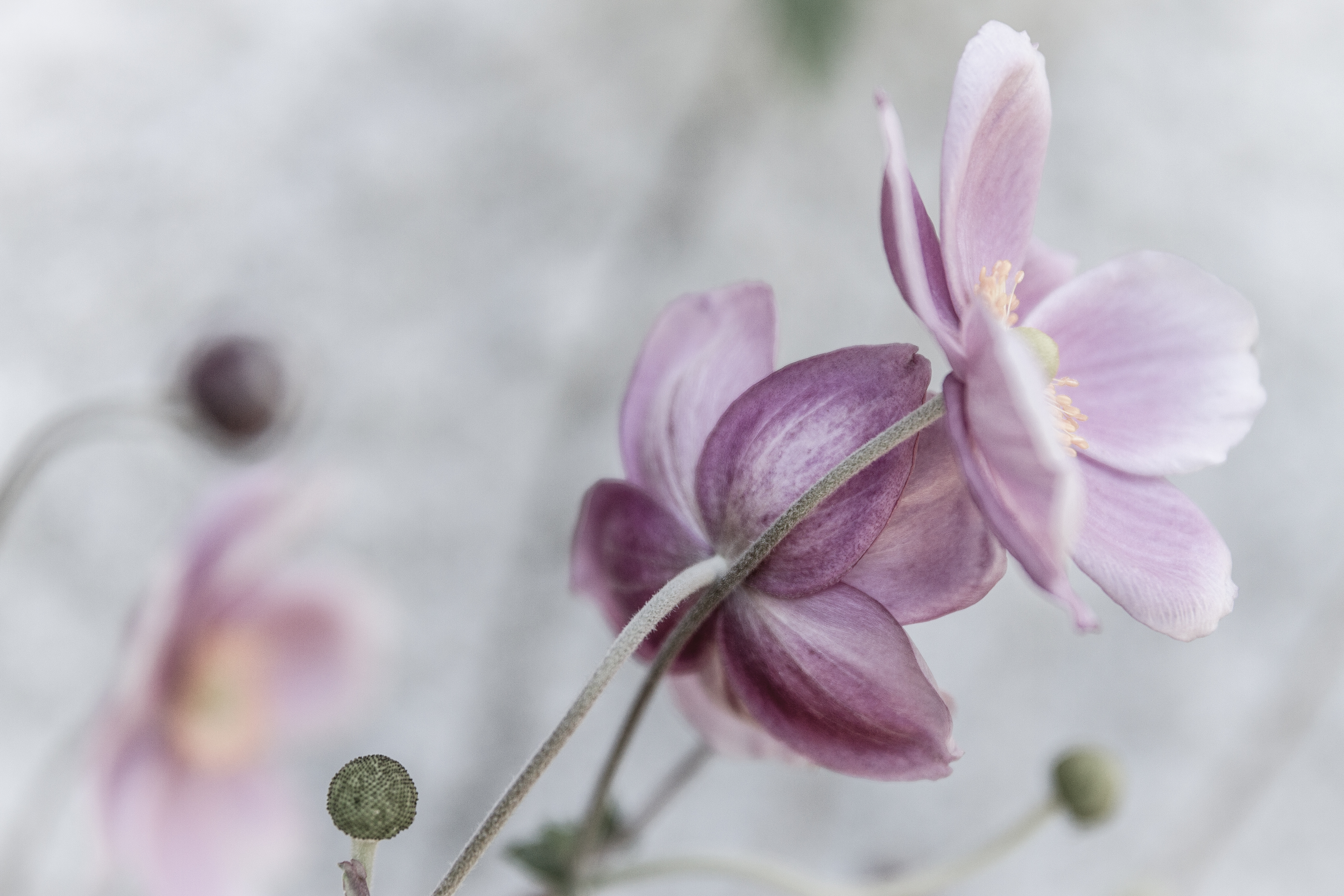Japanese Anemones