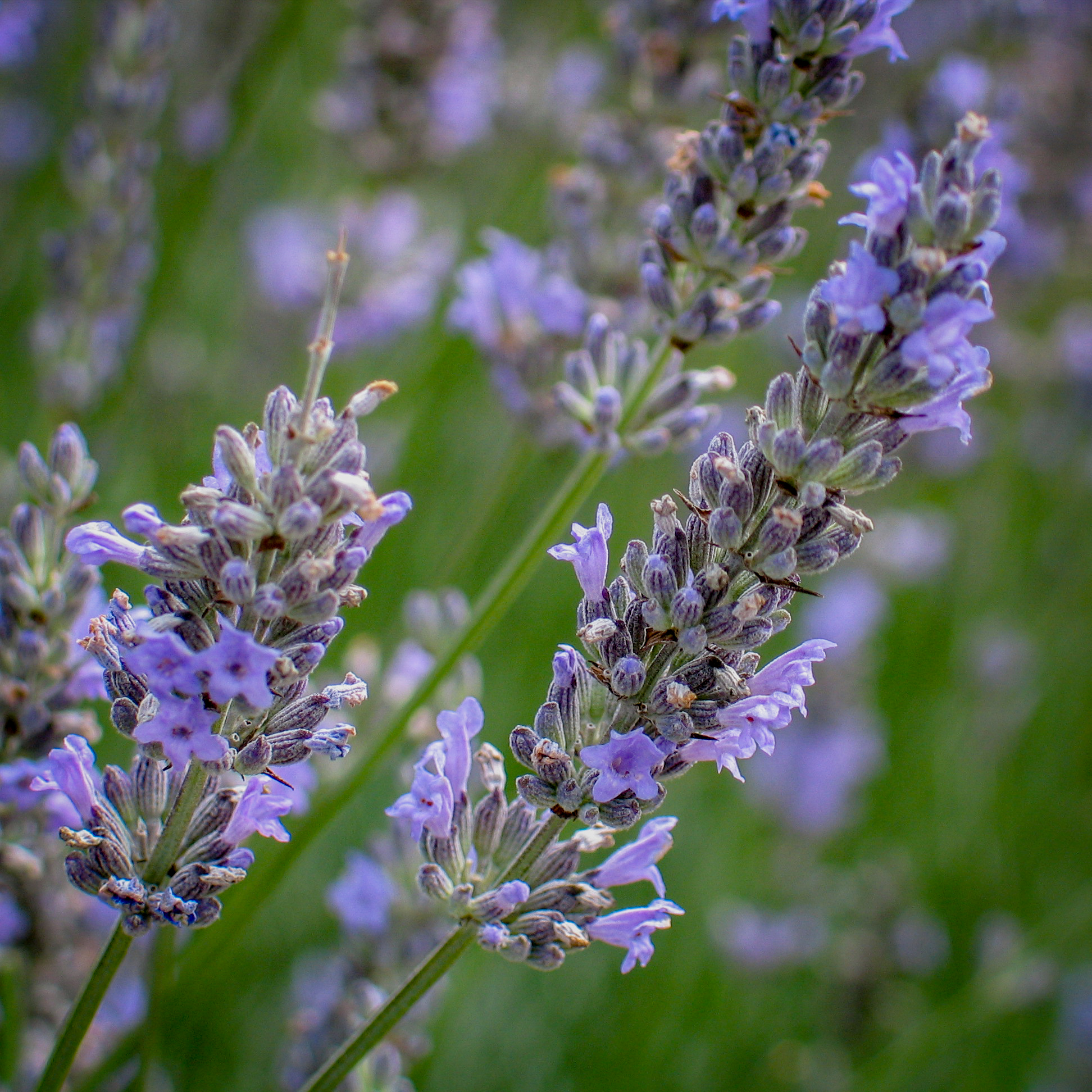 Lavender