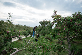Adolescent sur une échelle cueillant des pommes et les donnant à sa mère.