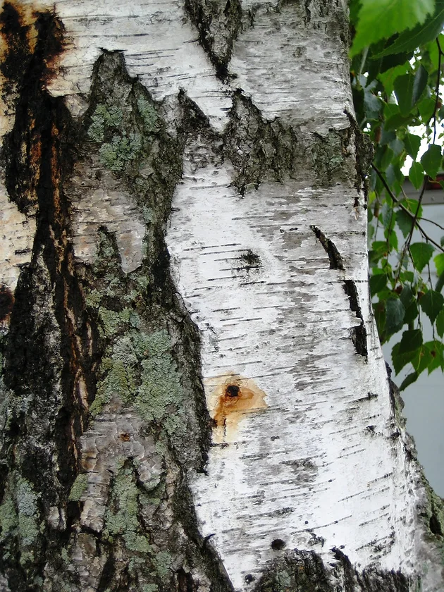 birch borer birch borer
