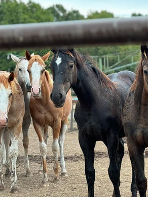 luxury horse boarding services in Oklahoma