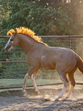 Top-Notch Training Packages for Performance Horses