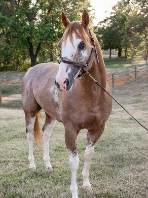 Double Registered. Quarter Horse and Paint Horse