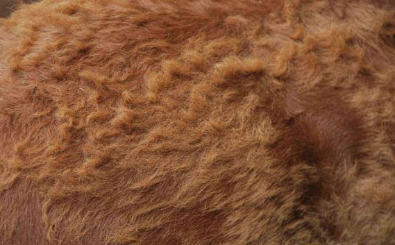horse hair