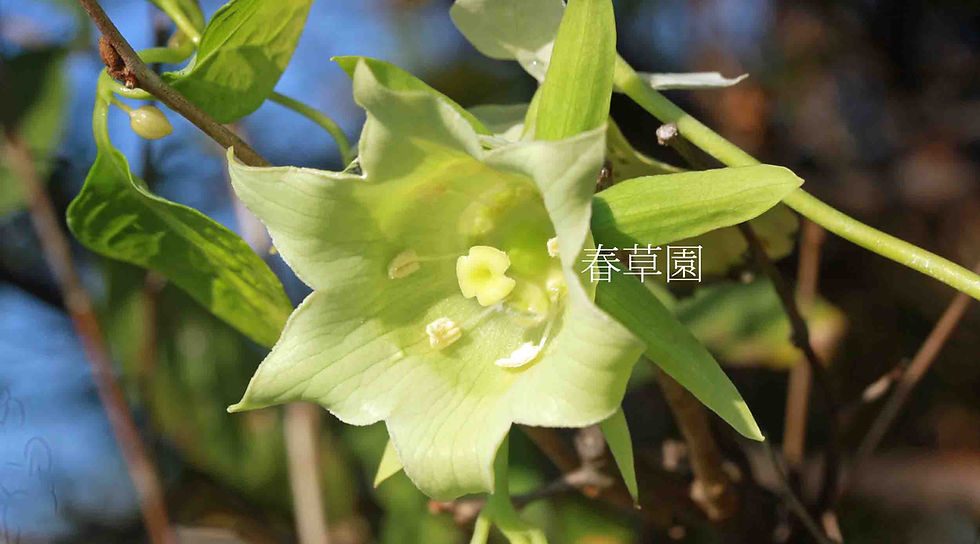 ツルニンジン素心 白翁