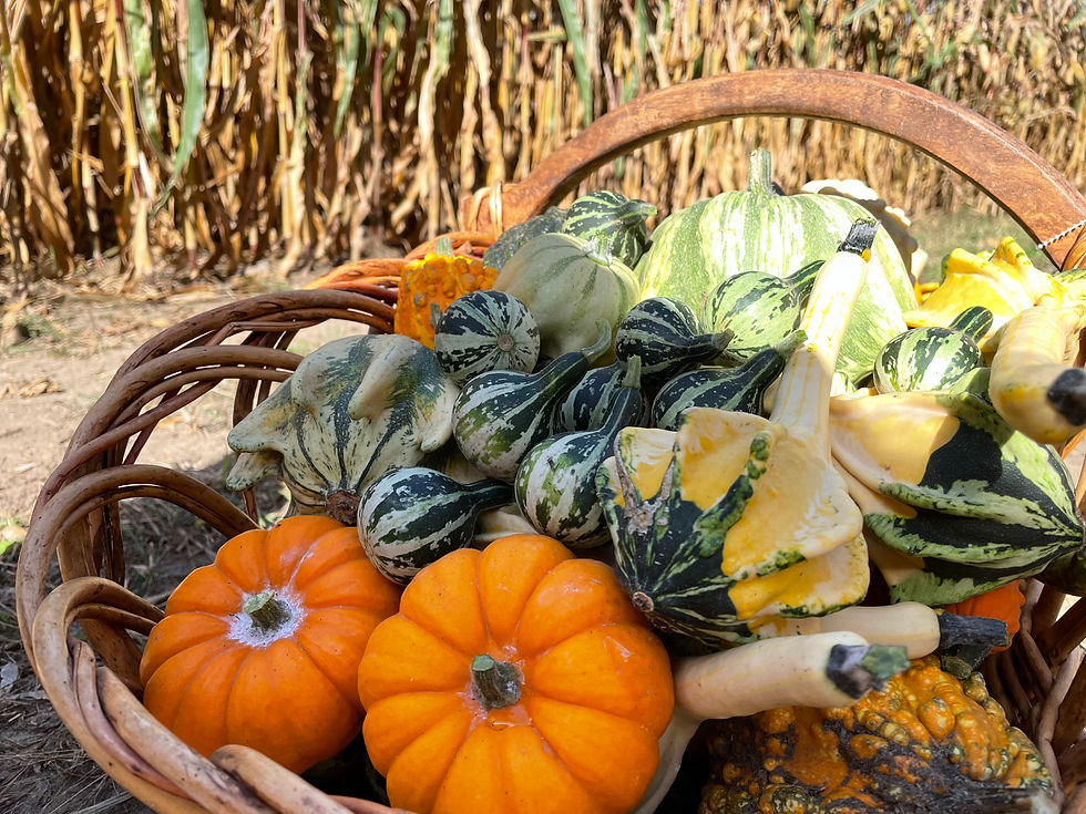 Harvest Celebration
