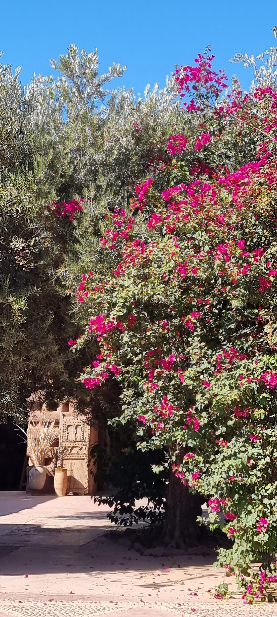 Fleurs roses dans le jardin d'un Riad à Marrakech.