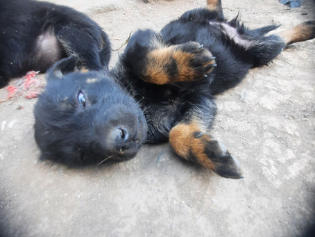 Sterilization clinic success!