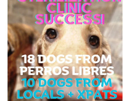 Sterilization Clinic: WE DID IT! & A Big Announcement!