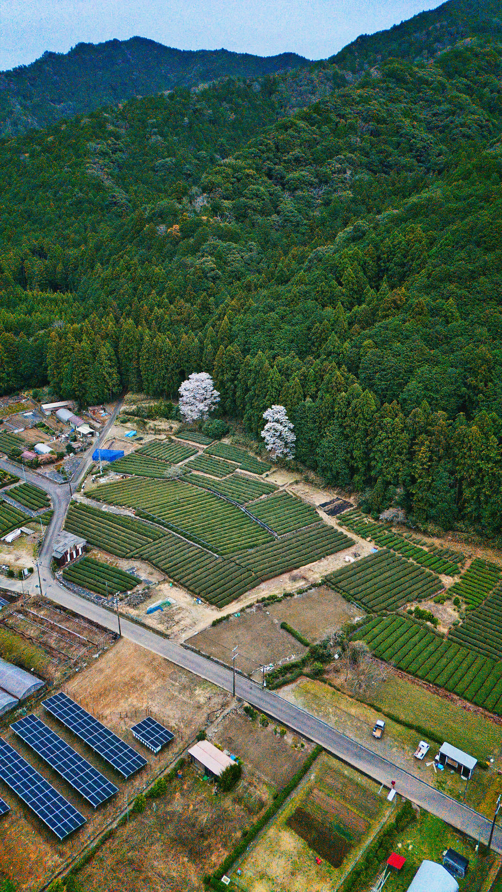 DJI_20250331100553_0114_D.jpeg