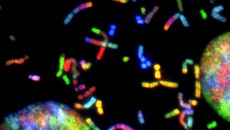 New Vector of Horizontal Gene Transfer Identified in Worms