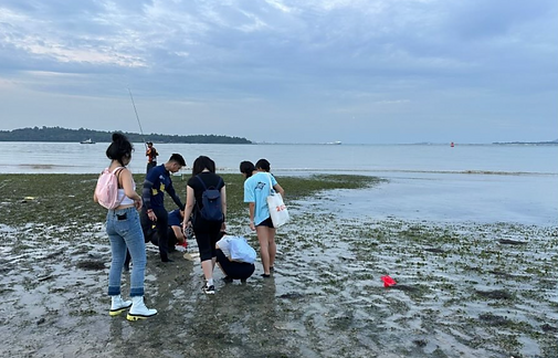 Intertidal walk at Changi with SEAA and Impart