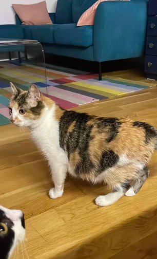 Leelo - ~11-aastane kassipreili (Tallinn)