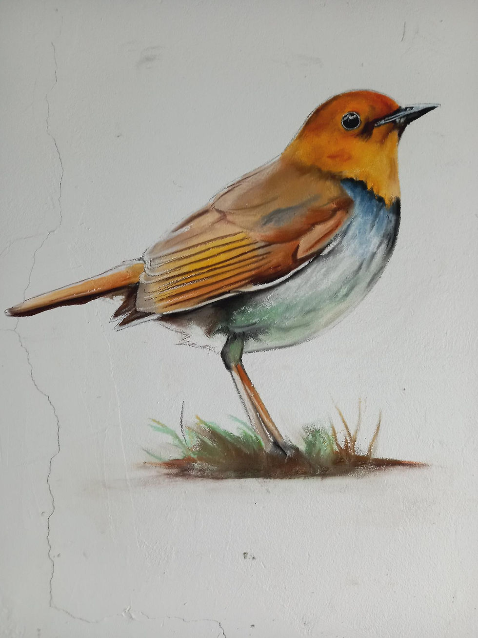 Tangara à tête orange