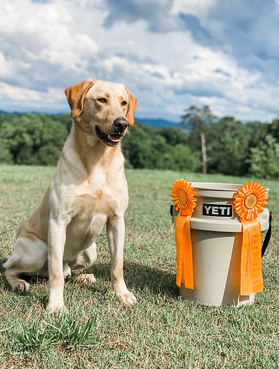 Hightest Kennels Labrador Retriever Stud Bent