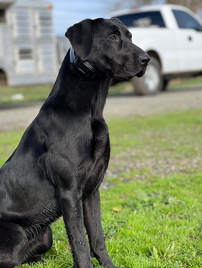 Hightest Kennels Labrador Retriever Stud Captain