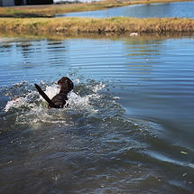 Remi in the Water.jpeg