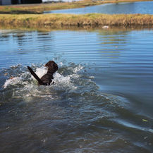 Remi in the Water.jpeg
