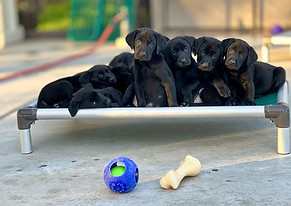 Hightest Black Labrador Retriever Puppies 