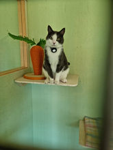cattery coventry warwickshire nuneaton hinckley bedworth