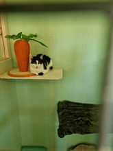 cattery coventry warwickshire nuneaton hinckley bedworth
