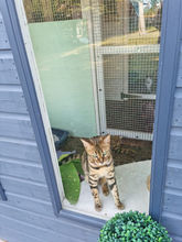 cattery coventry warwickshire nuneaton hinckley bedworth