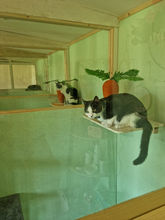 cattery coventry warwickshire nuneaton hinckley bedworth