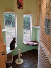 cattery coventry warwickshire nuneaton hinckley bedworth
