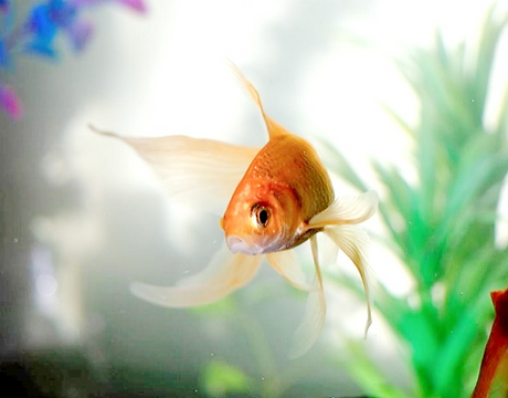 goldfish_edited_edited.png