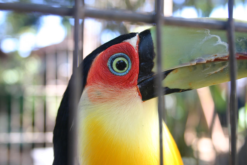 Tucano após recuperar de varios danos causados pelo tráfico