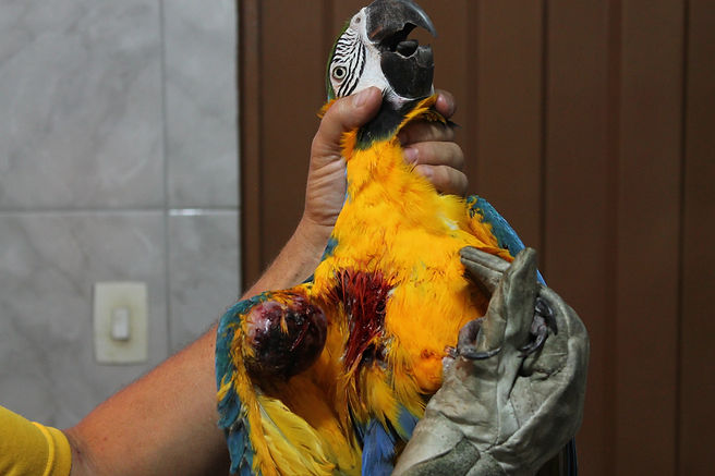 cirurgia em animal e recuperação de animal em medicina veterinária