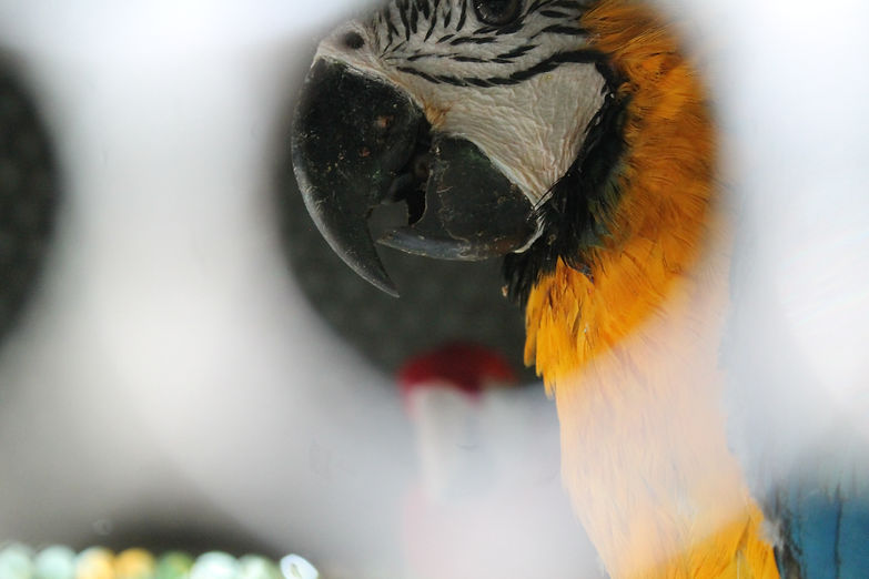 arara recuperada do trafico