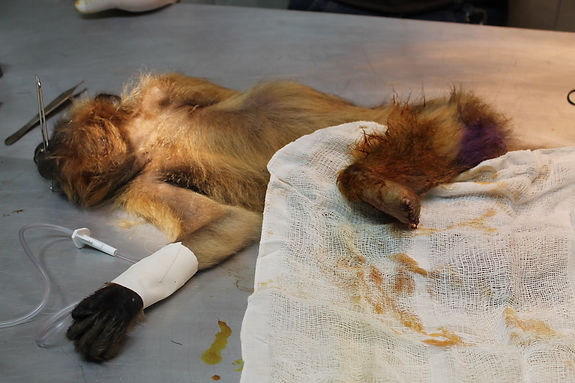 cirurgia em animal e recuperação de animal em medicina veterinária