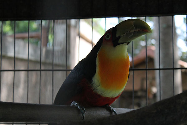 tucano recuperado do tráfico