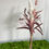 Thumbnail: Dried Mauve Bouquets