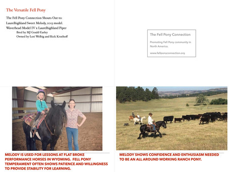 The Versatile Fell Pony Mare