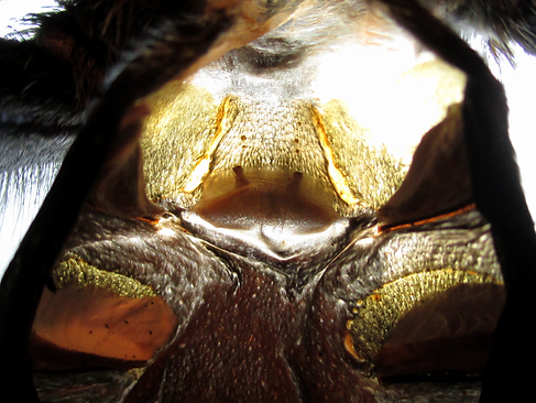 Grammostola pulchra spermathecae molt