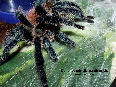 Dolichothele diamantinensis mature male pedipalps