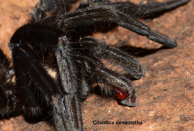 Cilantica devamatha Haploclastus Thrigmopoeus psychedelicus mature male pedipalps emboli