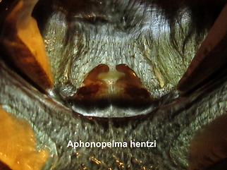 Aphonopelma hentzi spermathecae molt female