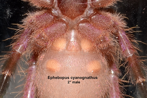 Ephebopus cyanognathus ventral male epiandrous fusillae