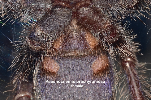 Psednocnemis brachyramosa ventral female