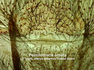 Poecilotheria ornata spermathecae molt female