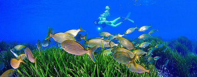 CABGAL_1_184_1_1.jpg