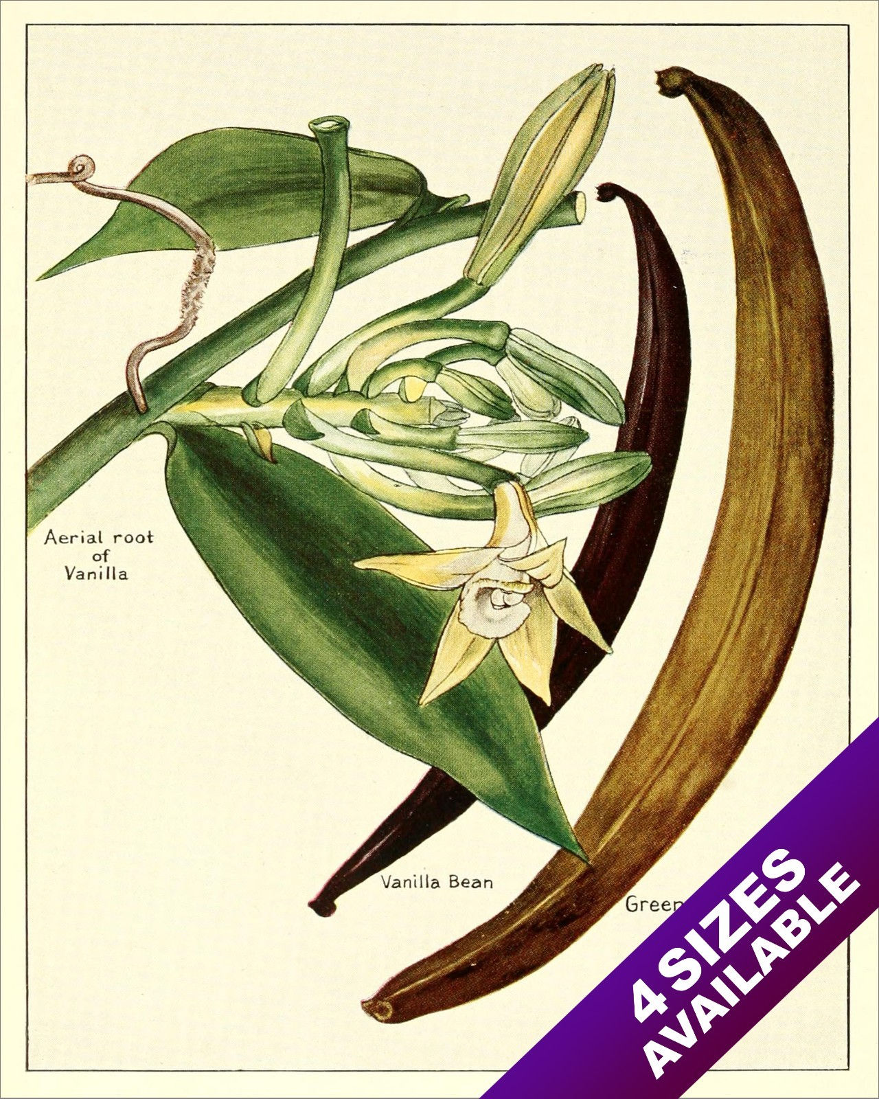 VANILLA BEAN PLANT KITCHEN SPICES DRAWING PAINTING ART POSTER PRINT REAL CANVAS
